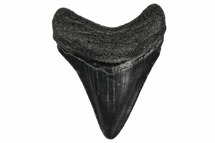 Serrated, Juvenile Megalodon Tooth - South Carolina #340539